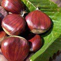 Castagne, ecco l’ordinanza per la raccolta