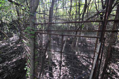 Cinghiali in gabbia, imprigionati nel bosco: bracconiere fermato dalla Polizia