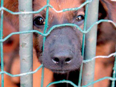 Cani vaganti sul territorio, gli Amici di Bobi ringraziano l’arma per la collaborazione