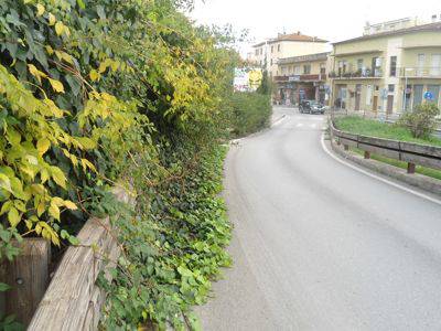 Verde pubblico, Marrini: a Follonica le piante invadono la carreggiata