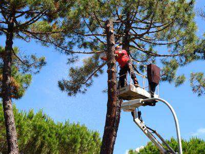 Tagli in pineta: Legambiente organizza una passeggiata con gli esperti