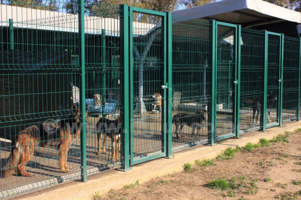 I gatti fanno visita ai cani alla Botte. Al canile la giornata a 4 zampe