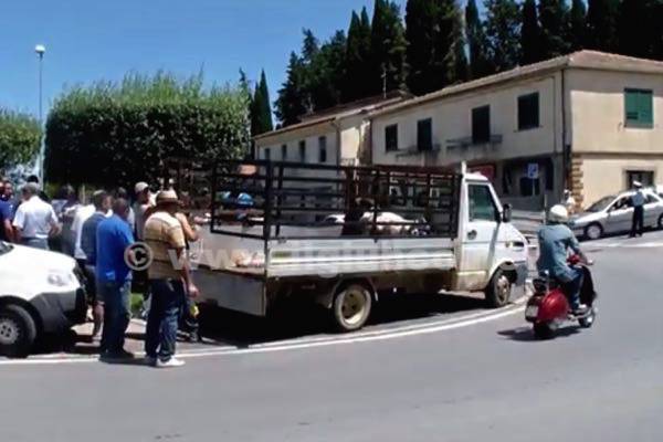 Attacco alle greggi nella notte: gli allevatori portano le carcasse in piazza. Intervento di Galli Lav e Coldiretti