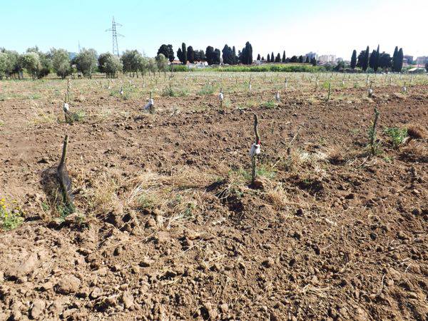 Al Cnr di Follonica la più grande varietà di piante d’olivo al mondo: oltre 1600