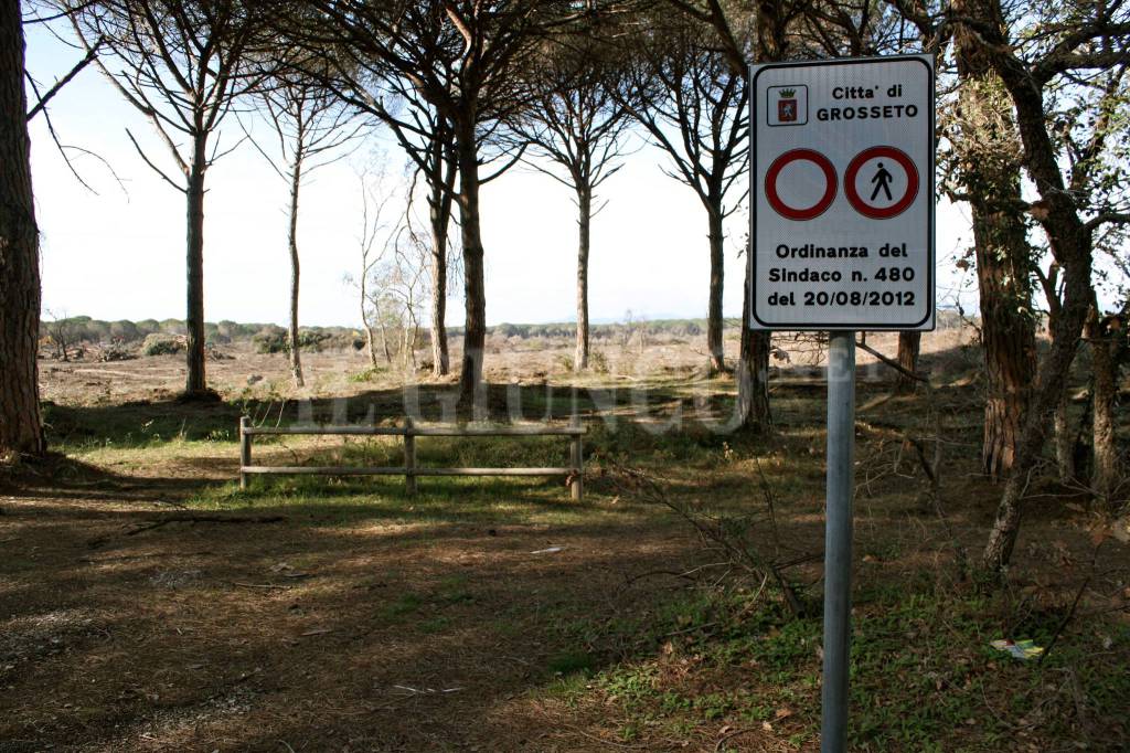 Pinete bene comune: in Maremma il progetto per proteggere un patrimonio unico