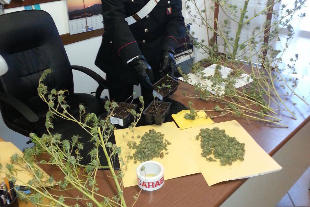 60enne dal pollice verde arrestato per droga. In casa piante e rami di marijuana