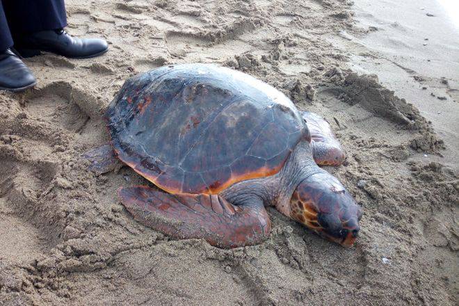 Monitoraggio di Caretta Caretta, arriva il progetto di TartAmare