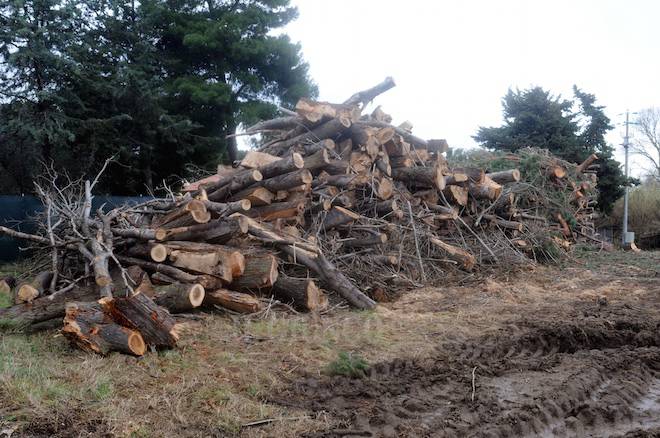 Il bosco che non c’è più: scempio ambientale vicino all’oasi Wwf