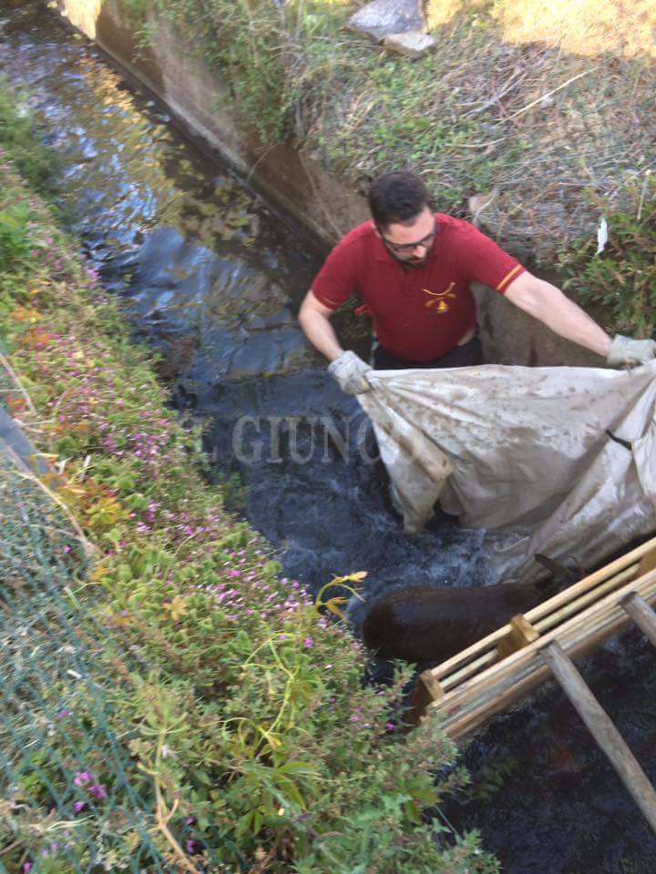 Vigili fuoco salvano daino