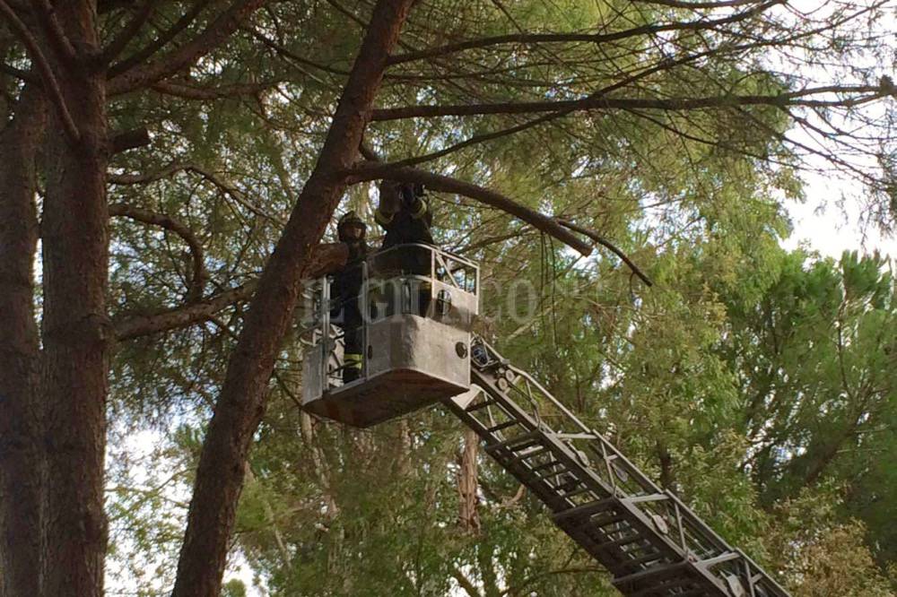 Ramo pericolante sul parco giochi VVF