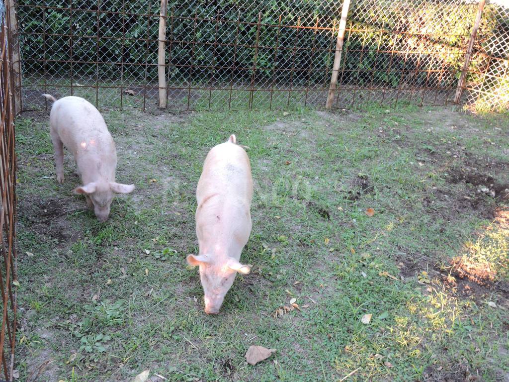 Gustatus Animal Farm 2016