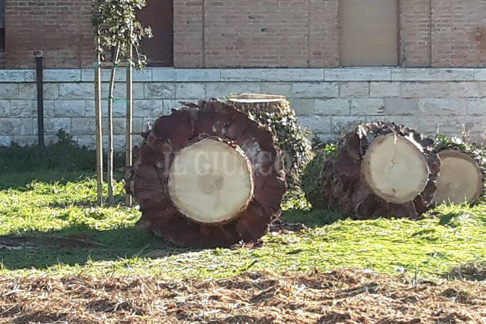 palme abbattute idrovora della Puntata