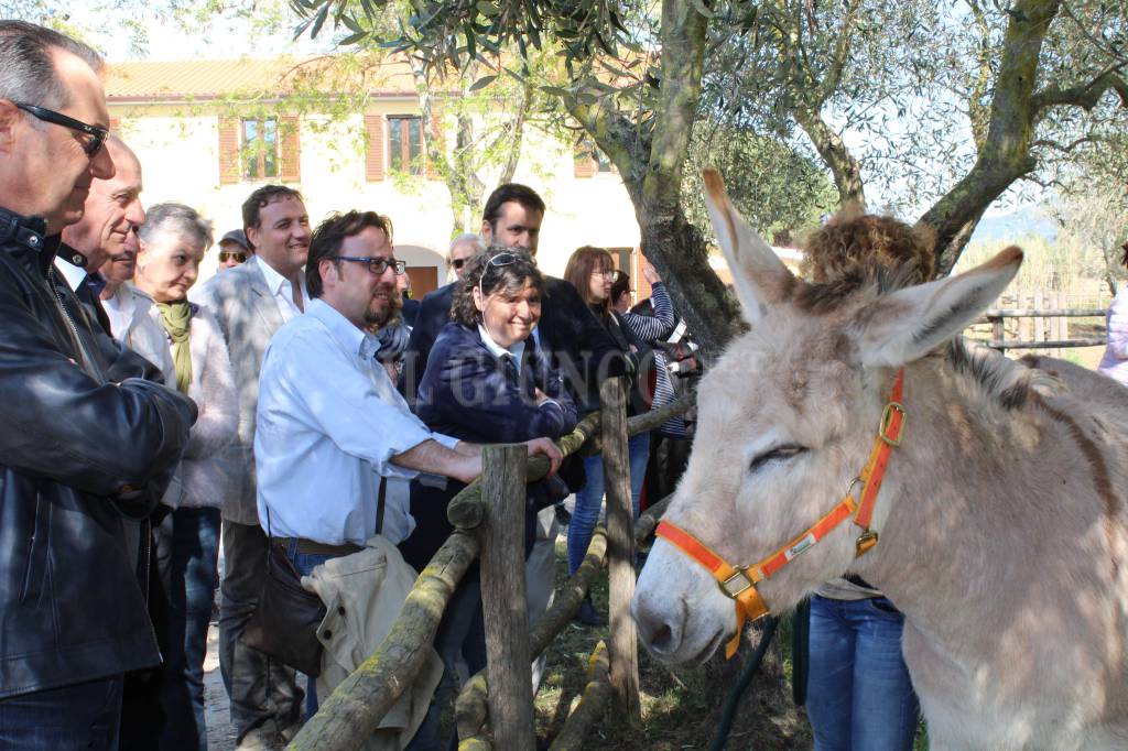 Bandite di Scalino latte d'asina