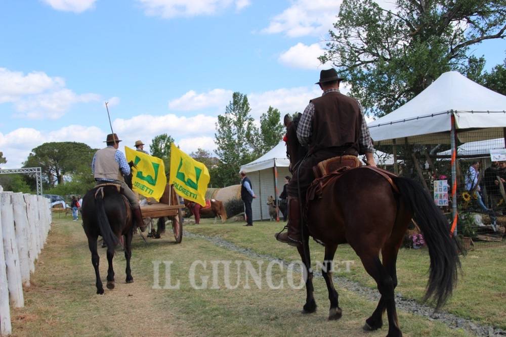 Madonnino 2017