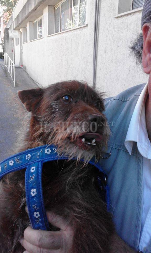 Cane sceso dal treno, Marlena Greco: «Grazie a tutti volontari: una storia da libro Cuore»