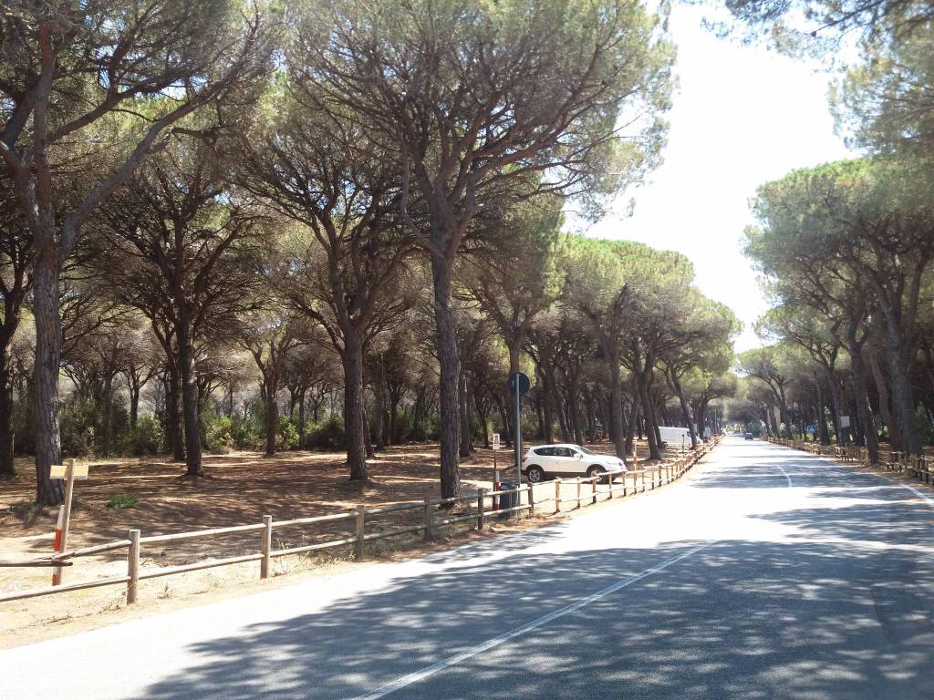 Nuovi parcheggi, tutela ambientale e bau beach: ecco come cambiano pineta e spiaggia a Marina