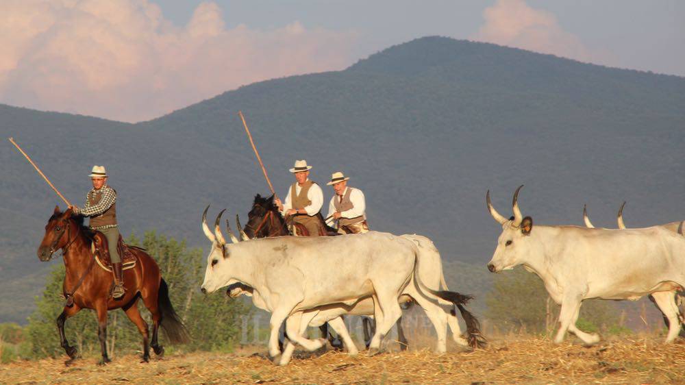 Gli esperti si incontrano per parlare del bovino maremmano