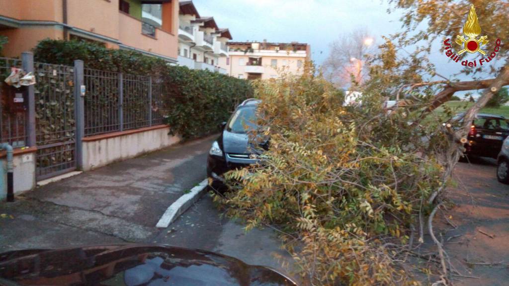 Il vento sferza la Maremma: giù alberi e cornicioni. In città i maggiori danni