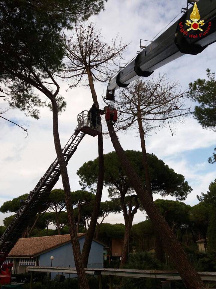 Maltempo: il vento abbatte un pino. L’albero è pericolante. Intervento dei vigili