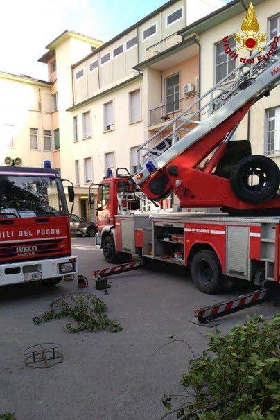 Albero pericoloso per l'ospedale