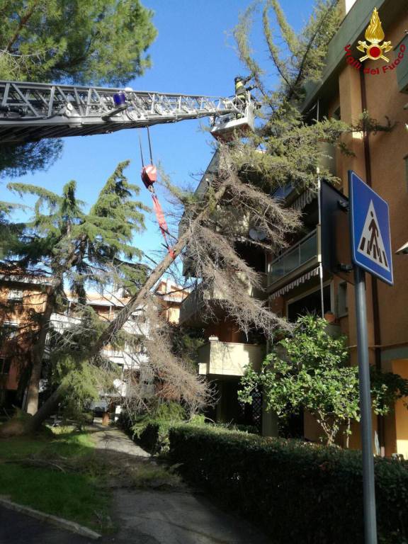 Albero su palazzo gennaio 2018