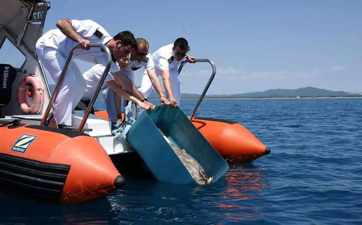 Primo soccorso per le tartarughe marine: tartaMare lo insegna ai pescatori