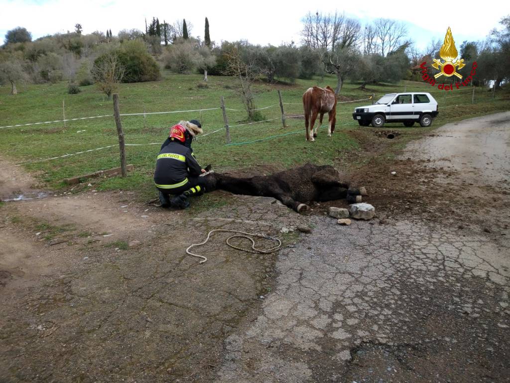 cavallo gavorrano fosso