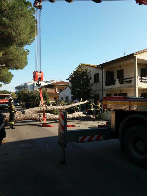 Crolla un pino su una casa a un passo dalla scuola dell’infanzia. Danneggiato l’impianto del metano