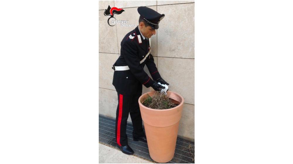 Nascondeva la cocaina nei vasi di fiori del centro: arrestato spacciatore