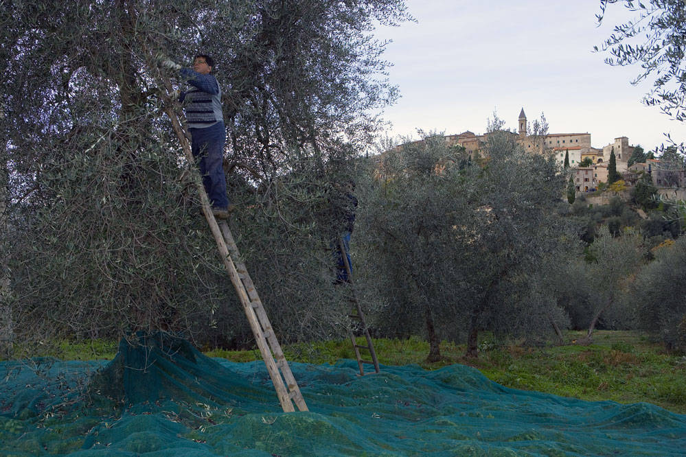 Il Consorzio Olio Seggiano Dop rinnova il cda: tra le new entry la giornalista Alessandra Sardoni