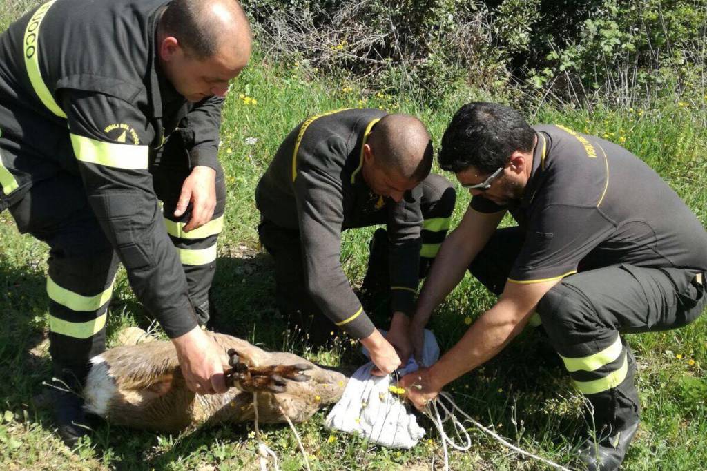 Capriolo intrappolato nel canale della centrale idroelettrica: salvato dai sommozzatori