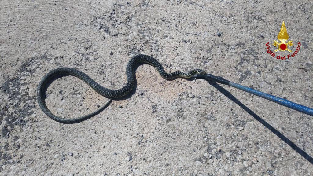 I Vigili del fuoco recuperano un serpente in città