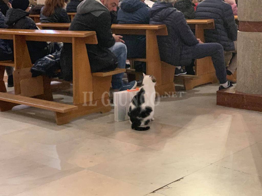 gatto in chiesa