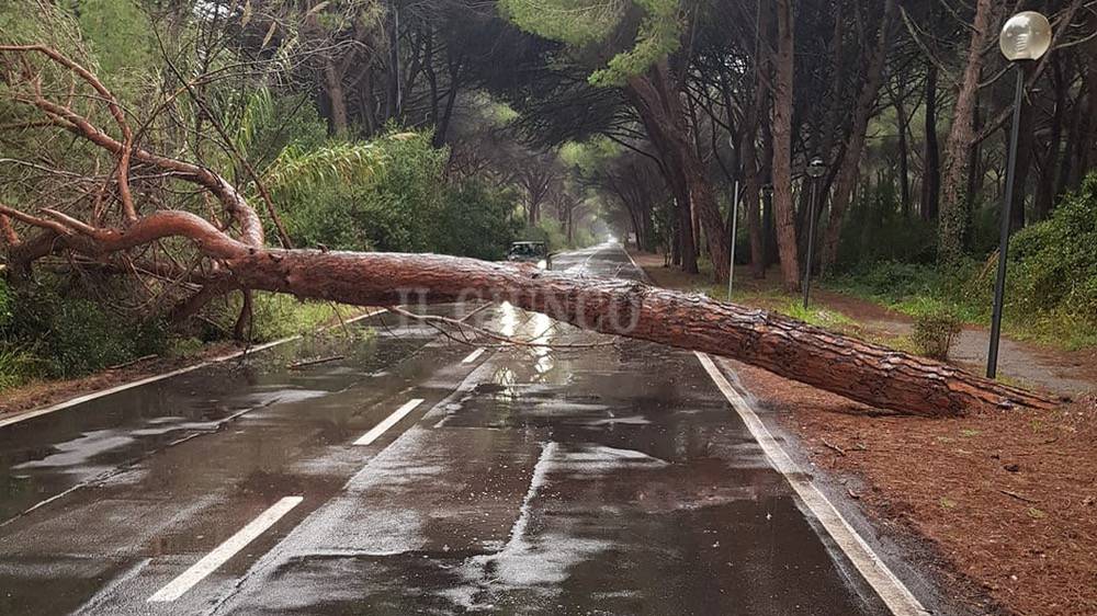 Maltempo: un albero cade in mezzo alla strada. Traffico bloccato