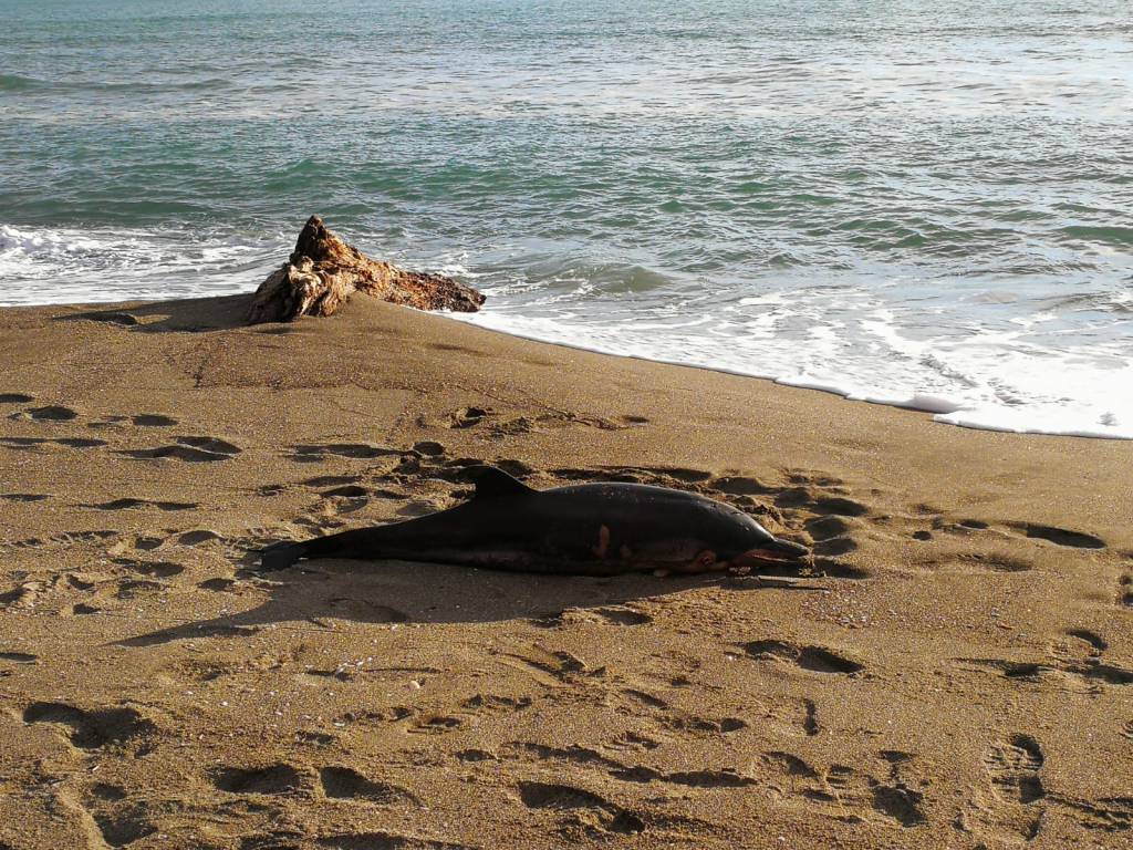 Delfino si spiaggia sulla costa di Capalbio: recuperato dalla Guardia costiera