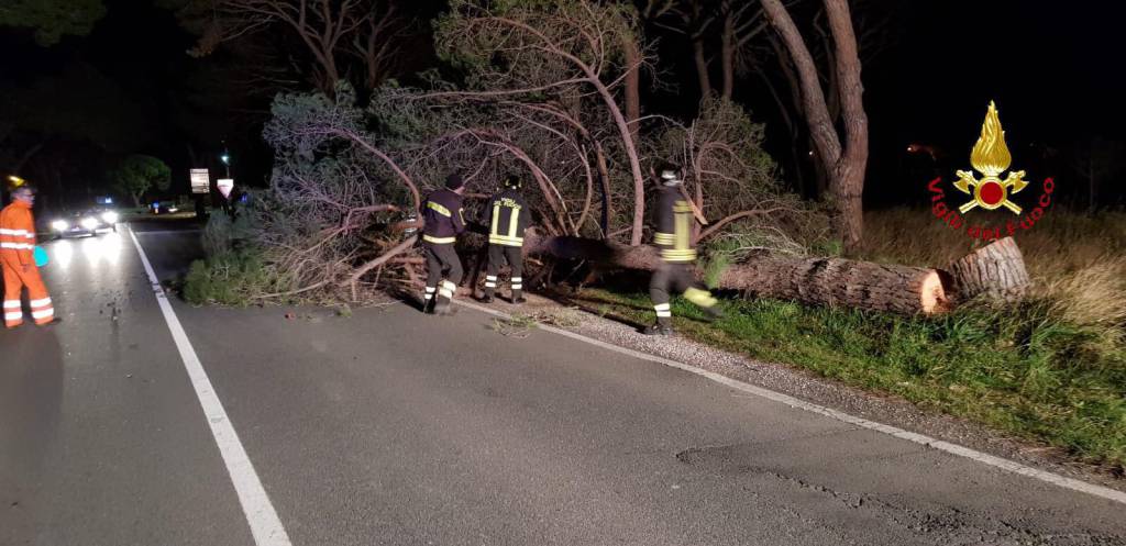 Maltempo, albero spezzato dal vento cade sulla strada: carreggiata ostruita