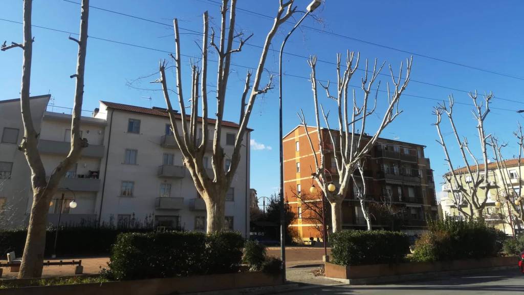 Verde pubblico: «La potatura troppo aggressiva danneggia gli alberi. Il sindaco ascolti gli esperti»