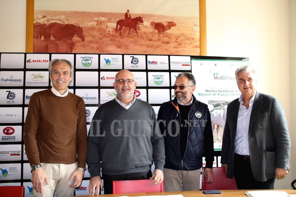 Torna la mostra della Chianina: anteprima in piazza Dante a Grosseto