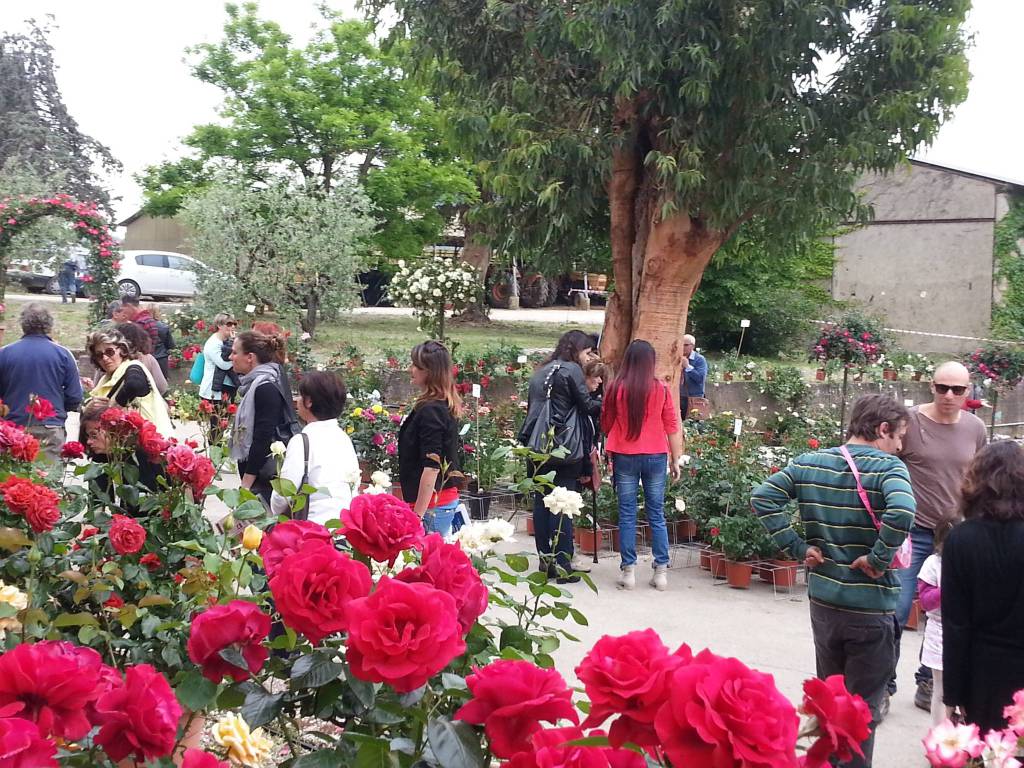 Porte aperte al vivaio Rose Barni di Roselle Terme: appuntamento nel weekend