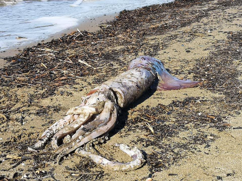 Calamaro gigante sulla spiaggia della Giannella