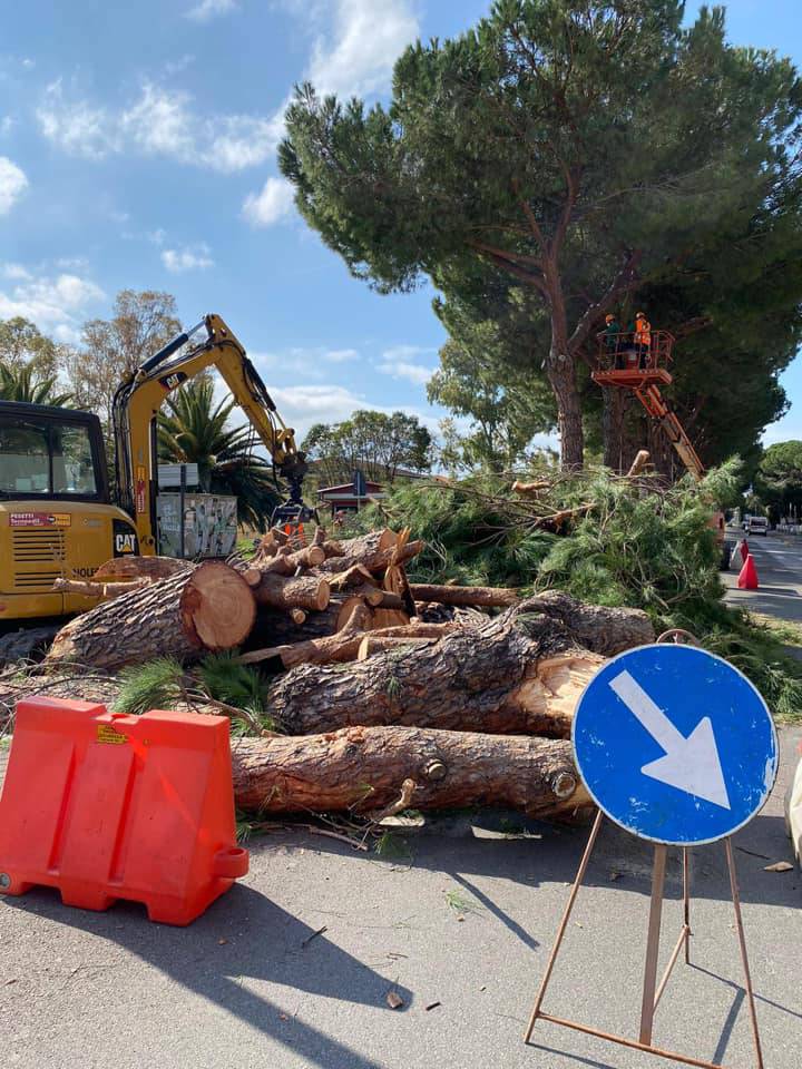 Gruppo d’intervento giuridico: «La Procura ha aperto un procedimento sul taglio dei pini di via Mascagni»