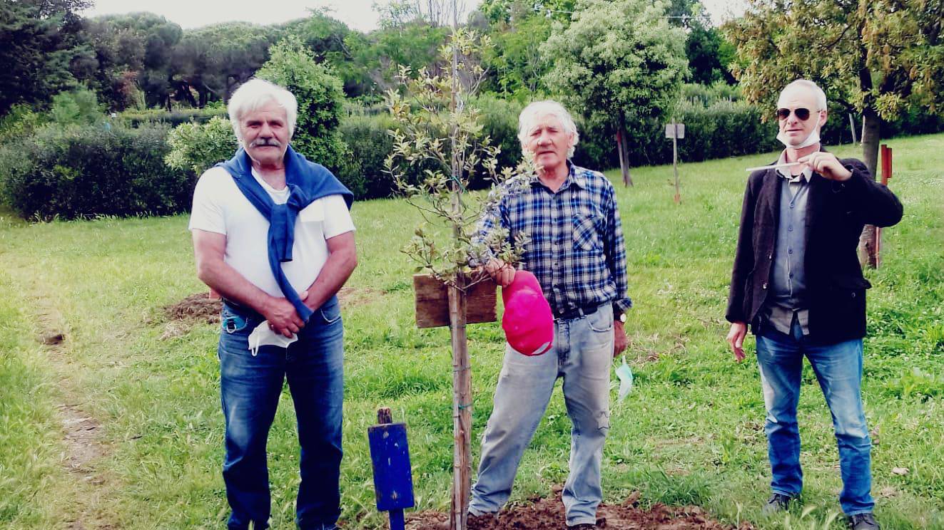 Nel parco della Gioventù cresce l’albero di Italia Nostra