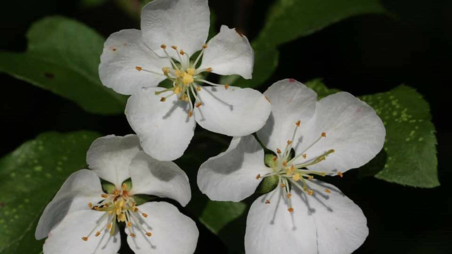 Nuovi alberi al Tiro a segno: 20 peri cinesi sostituiranno le acacie malate