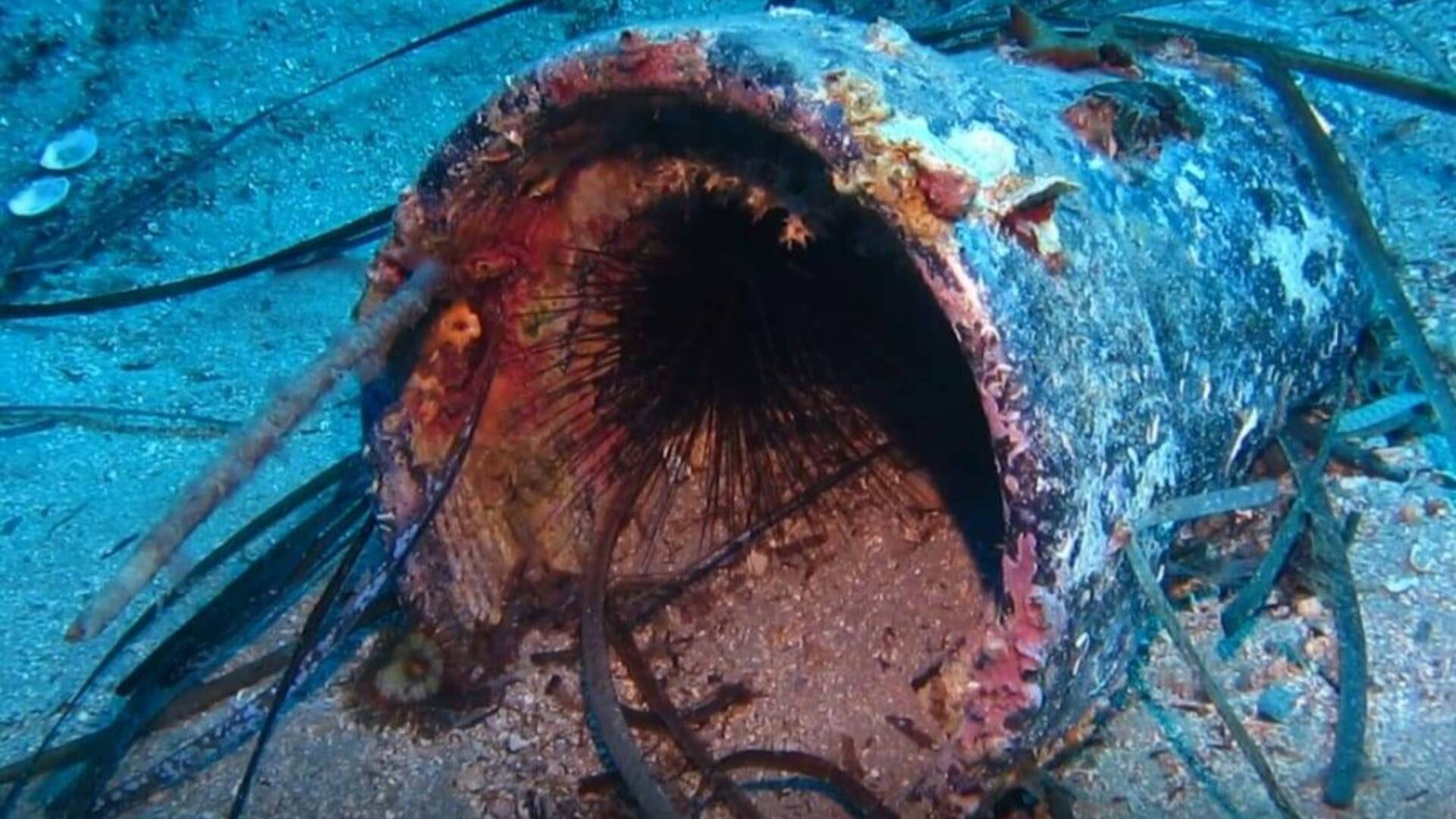 Il mare del Giglio sotto la lente di Clean Sea ed Underwater: raccolte le temperature e rilevati rifiuti ingombranti