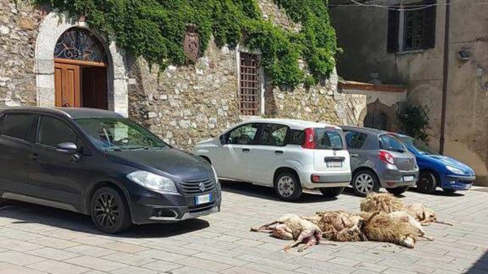 Trova le pecore morte e porta le carcasse in piazza davanti al Comune