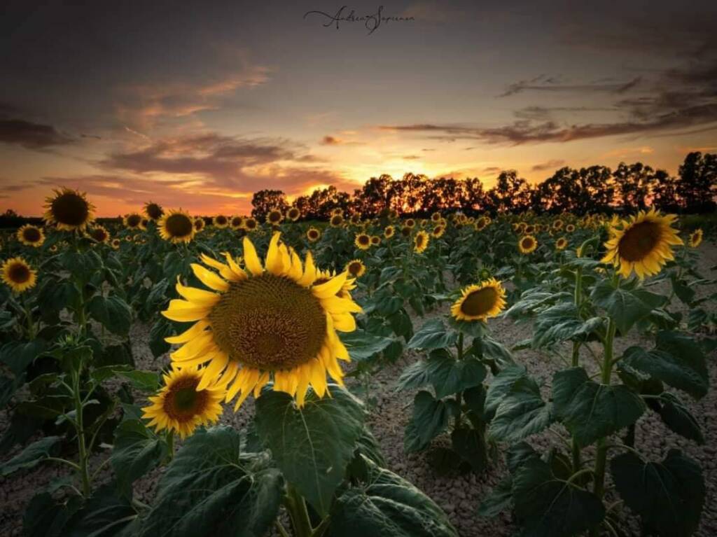 girasoli - foto di Andrea Sapienza