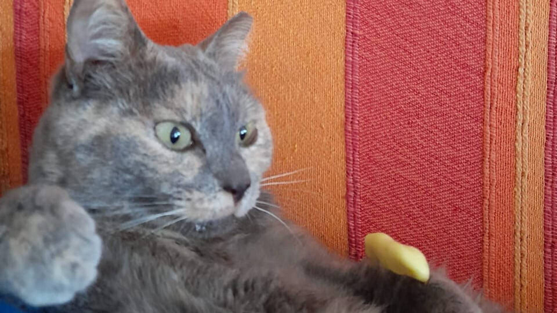 «Mamma prendiamola!» Pinky, la gattina aggredita da un cane, ha trovato casa. Andrà a Parma