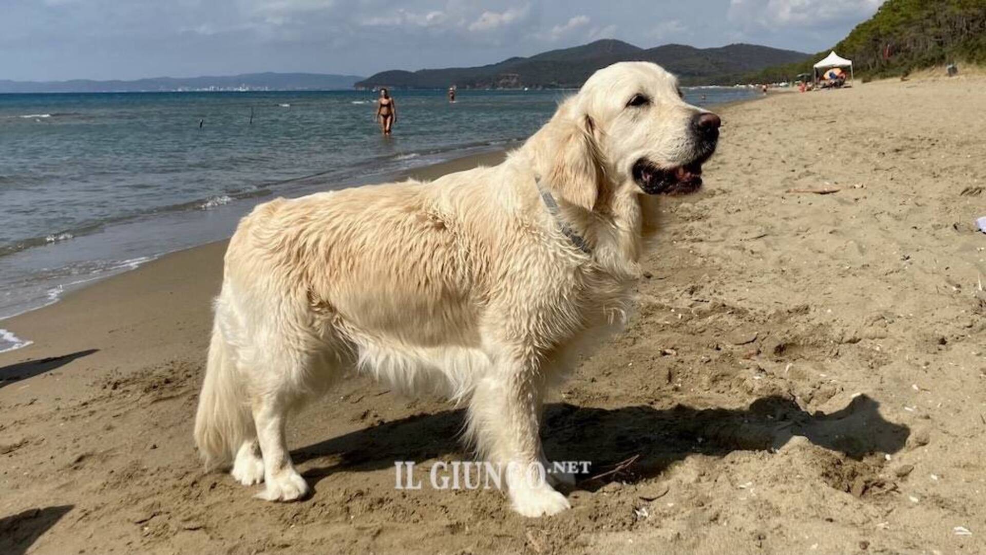 Nella spiaggia per cani arrivano servizi di controllo ed educatori cinofili: «Tante segnalazioni di comportamenti scorretti»