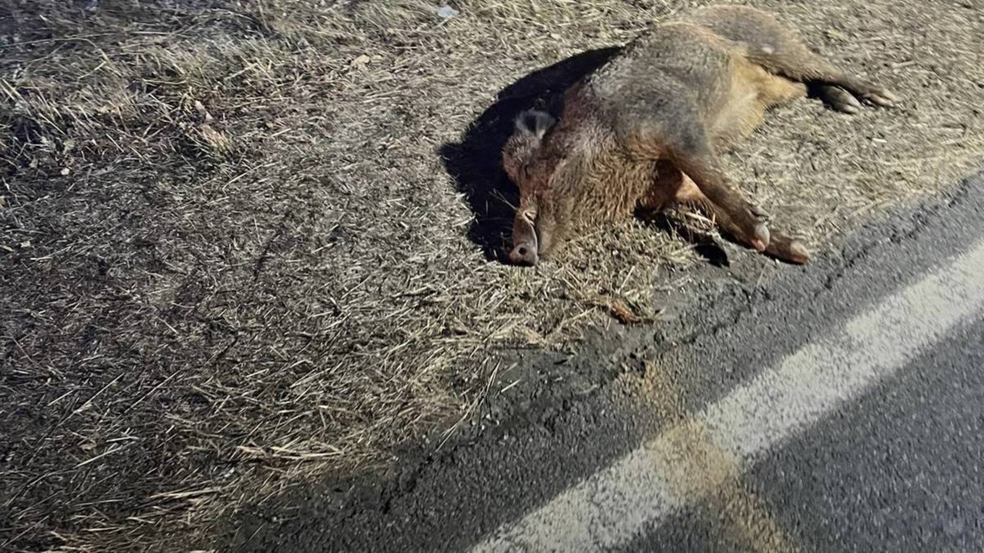 Scontro con il cinghiale: auto distrutta, muore l’animale