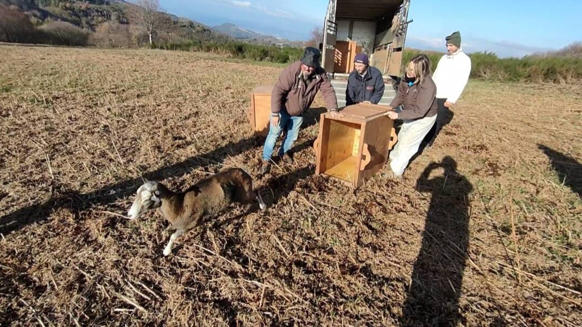 Altri sei mufloni trasferiti dal Giglio all’Amiata